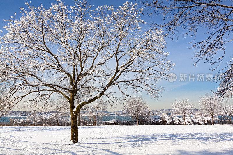 纽约下雪了。