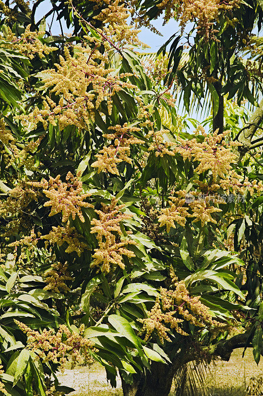 开花的芒果树