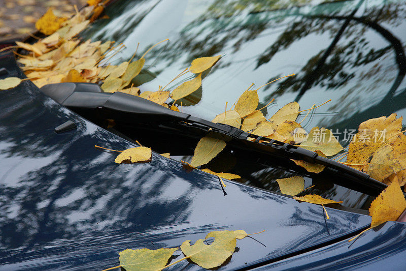汽车引擎盖上的叶子