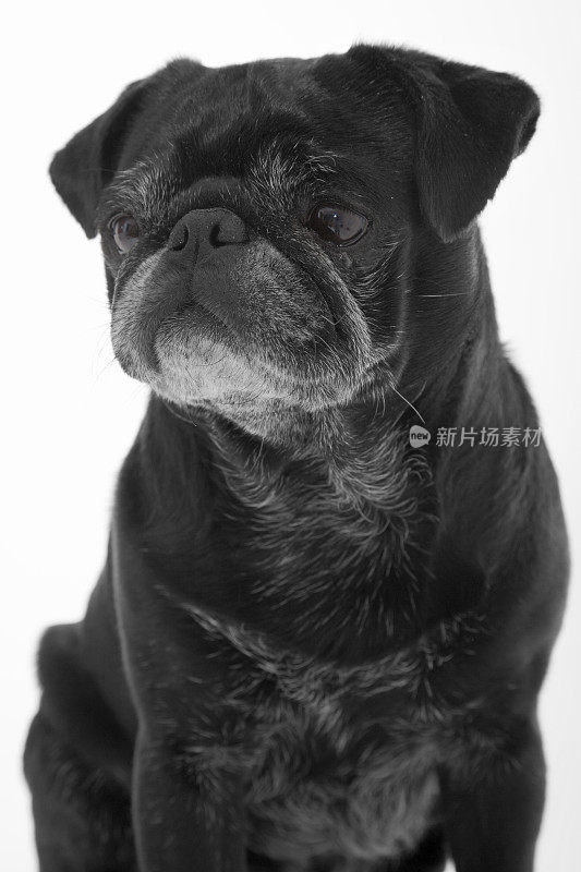 黑色的哈巴狗肖像