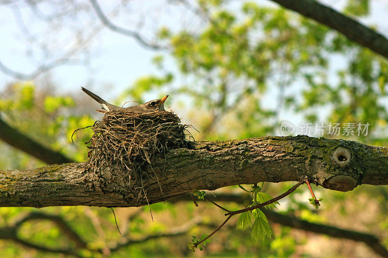 知更鸟在树枝上筑巢