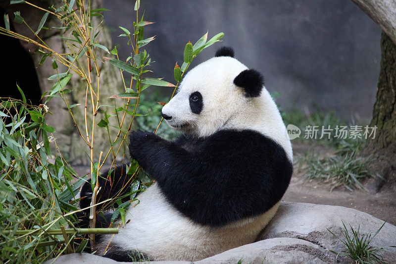 熊猫开心地吃竹子