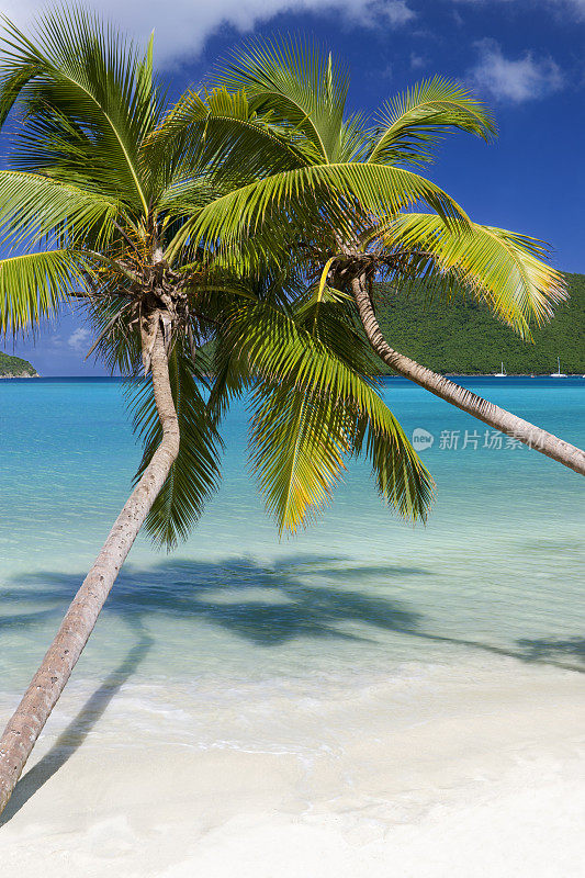 加勒比海海滩上的两棵棕榈树