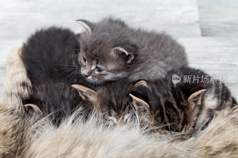 四只小猫在硬木地板上哺乳