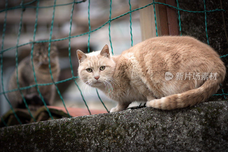 野猫