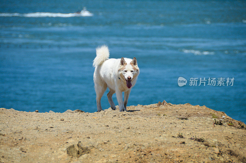 可爱的哈士奇徒步旅行在旧金山的兰兹角