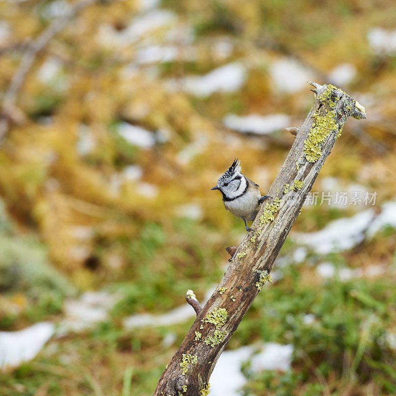 欧洲冠山雀