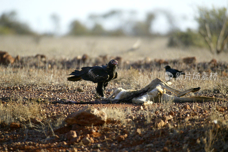 楔形尾鹰，北领地，澳大利亚