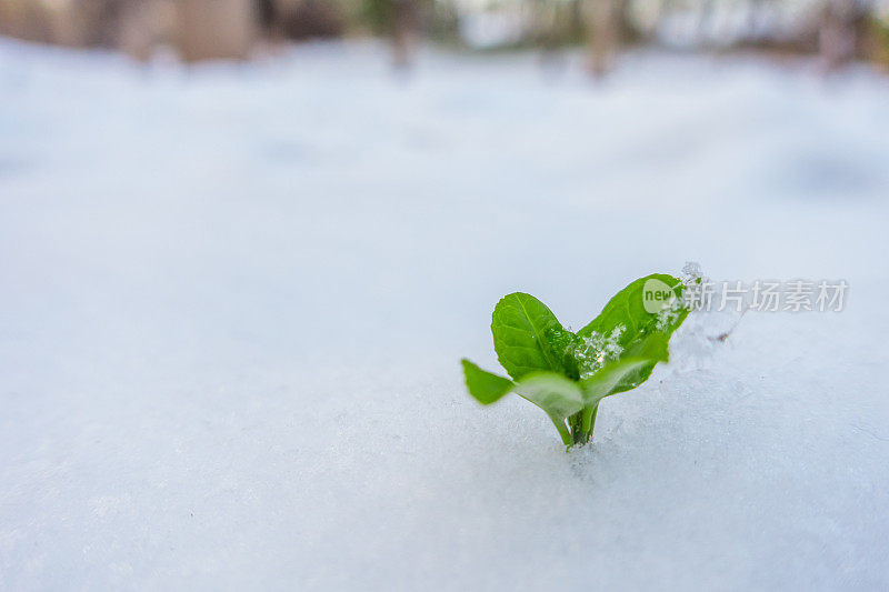 新生命从雪中生长