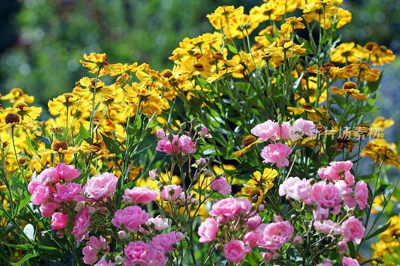 玫瑰和helenium