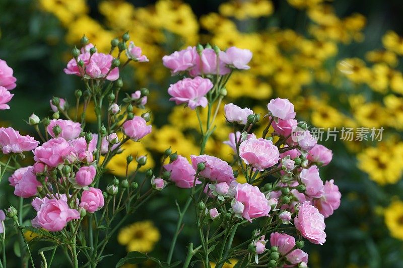 玫瑰和helenium