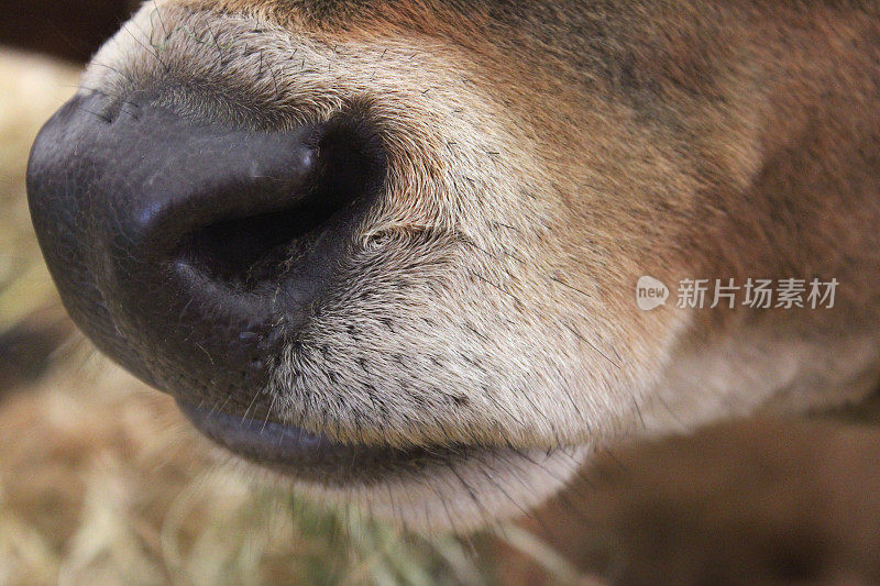 泽西奶牛鼻子和嘴的特写图像，奶牛