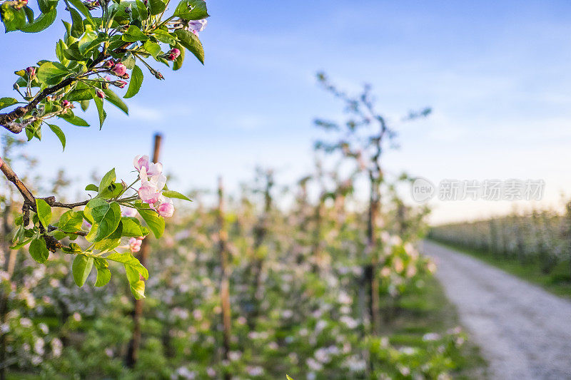 春天苹果园里的苹果开花