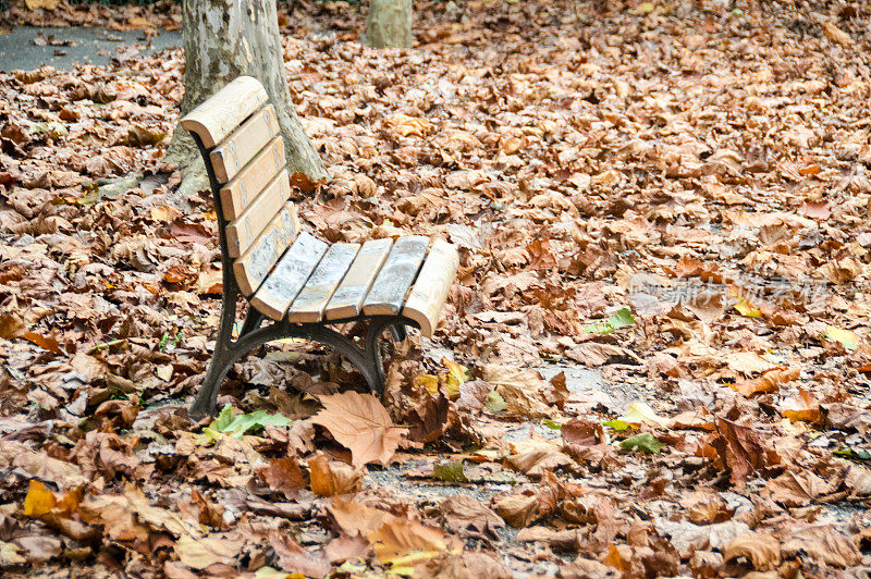 秋天的树叶在公园的长椅周围