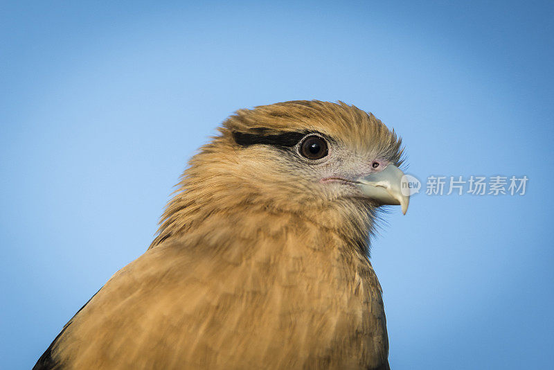 黄头卡拉卡拉犬(米尔瓦哥chimachima)