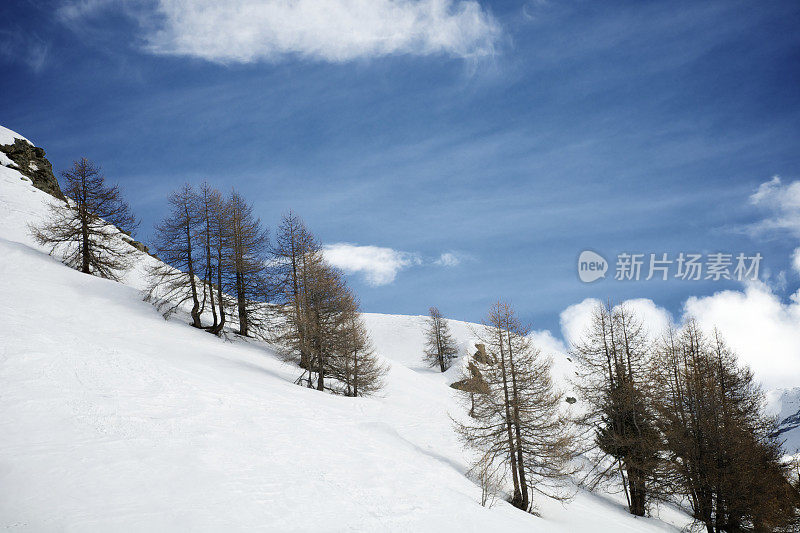 白雪皑皑的山坡上有树