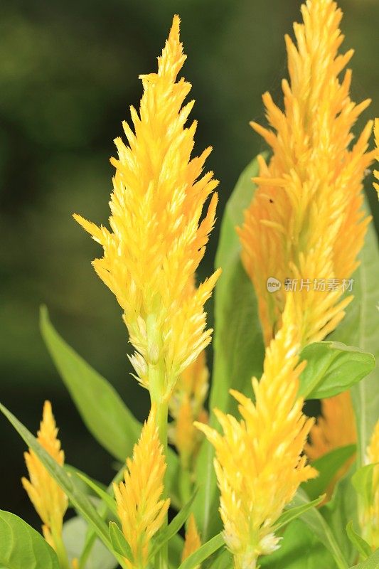 黄色Celosia