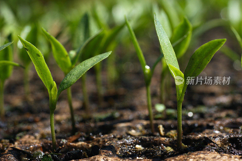 苗圃内托盘内的药草幼苗特写