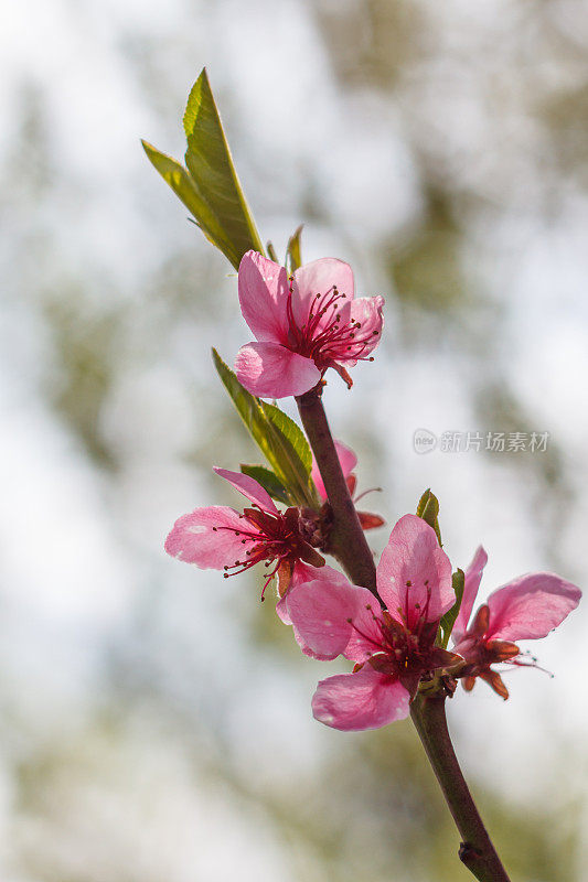 桃花