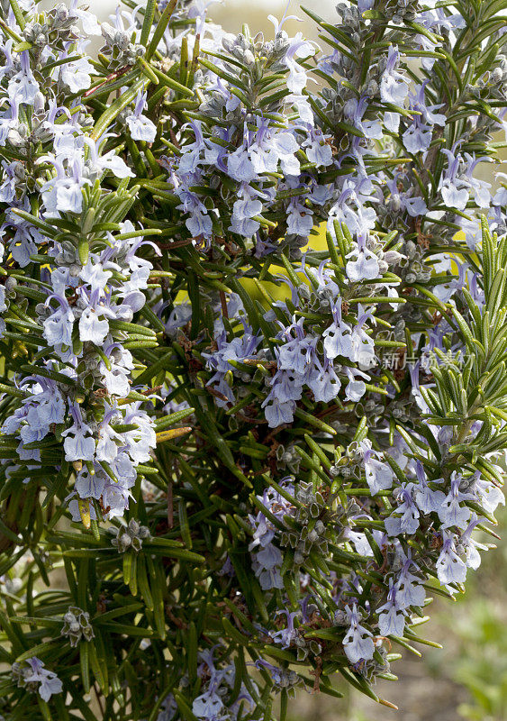 迷迭香(迷迭香属officinalis)