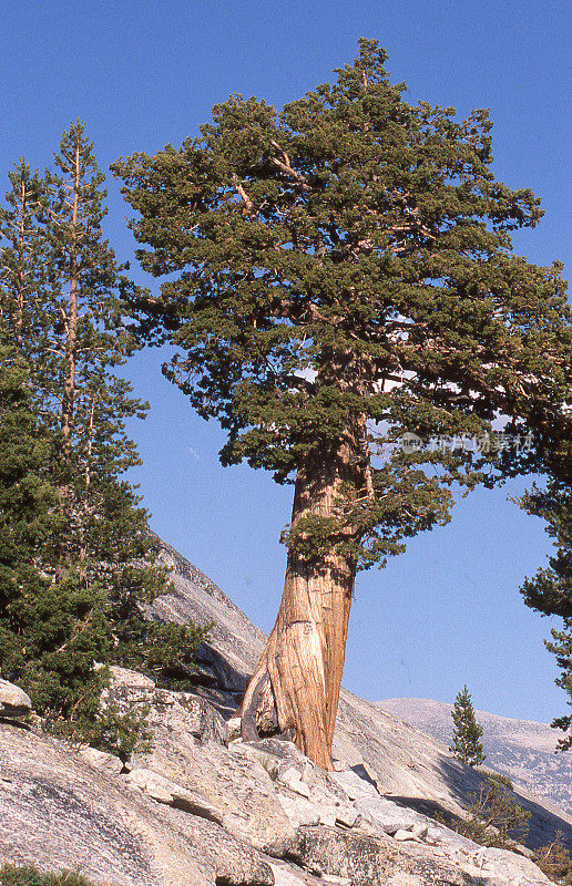 生长在加利福尼亚州约塞米蒂国家公园花岗岩圆顶上的雪松