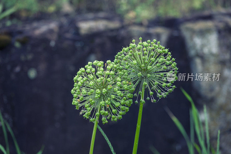 葱属植物种子的头