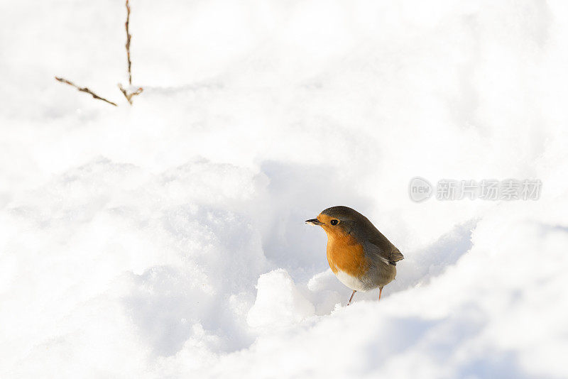 冬天，罗宾拿着食物站在雪地里