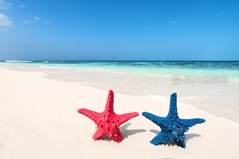 两只海星站在热带海滩上