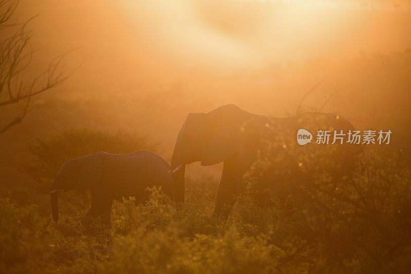 日落时分的非洲象妈妈和小象