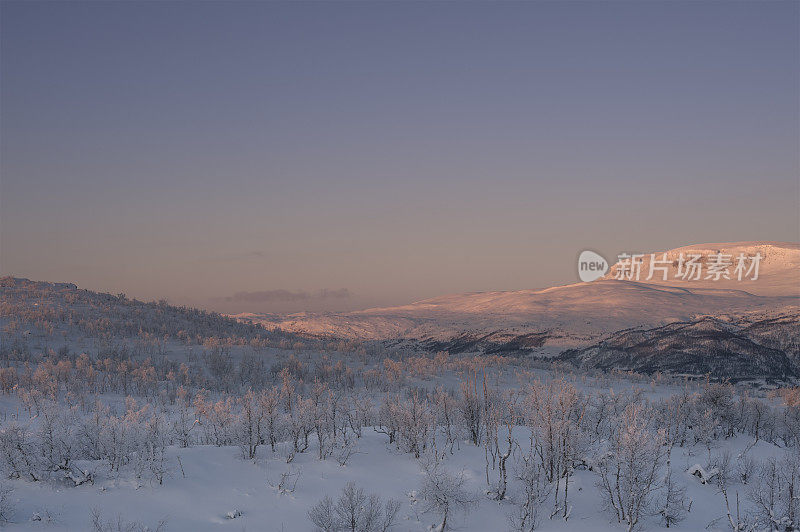 冬天的早晨，白雪覆盖的地面和结霜的白桦林