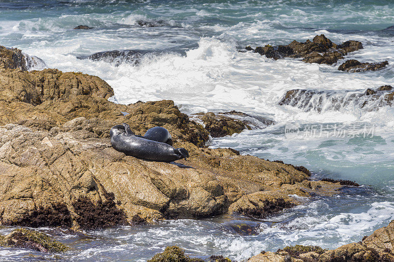 蒙特利湾岩石上的两只海狮
