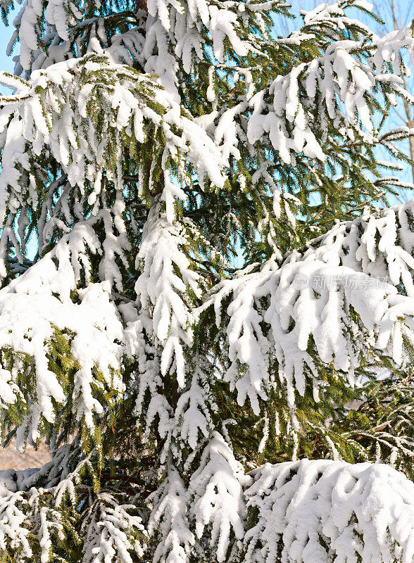 雪白色云杉在冬天