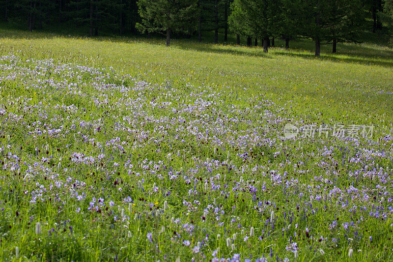 蒙古:野花