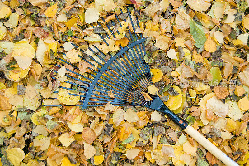 耙在一堆秋叶上。