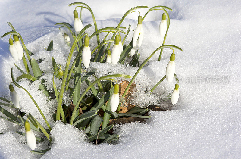 雪中的花，普通的雪花莲