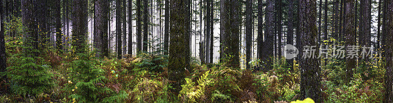 雾蒙蒙的森林全景
