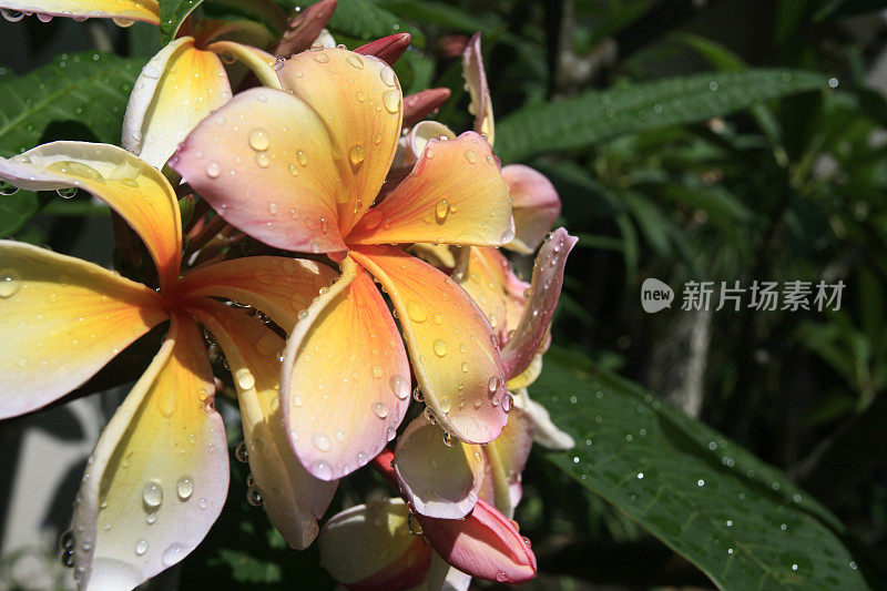 雨后的鸡蛋花