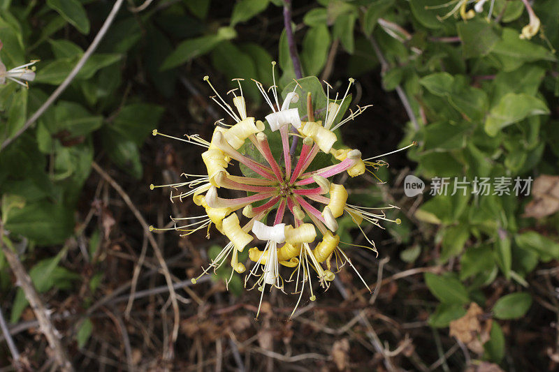 野金银花香花金银花周缘俯视图