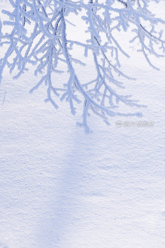 白雪皑皑的树枝上结满了霜