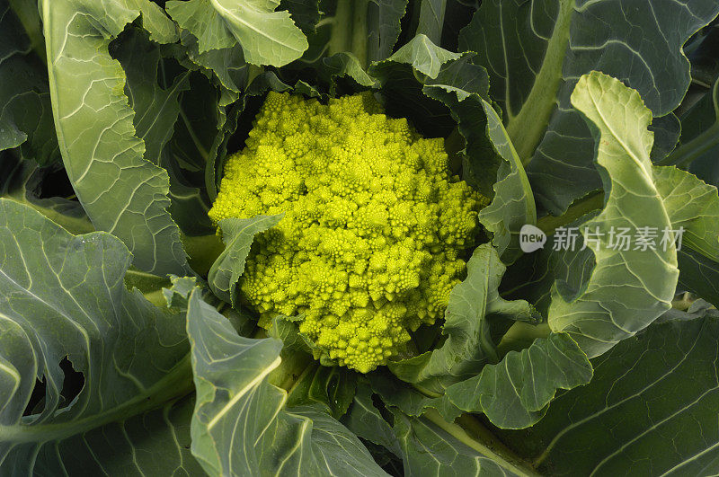 有机罗马花椰菜田间生长特写