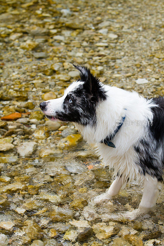 博德牧羊犬在水里