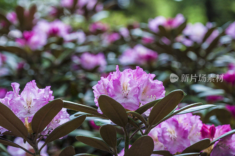 粉红色的杜鹃花