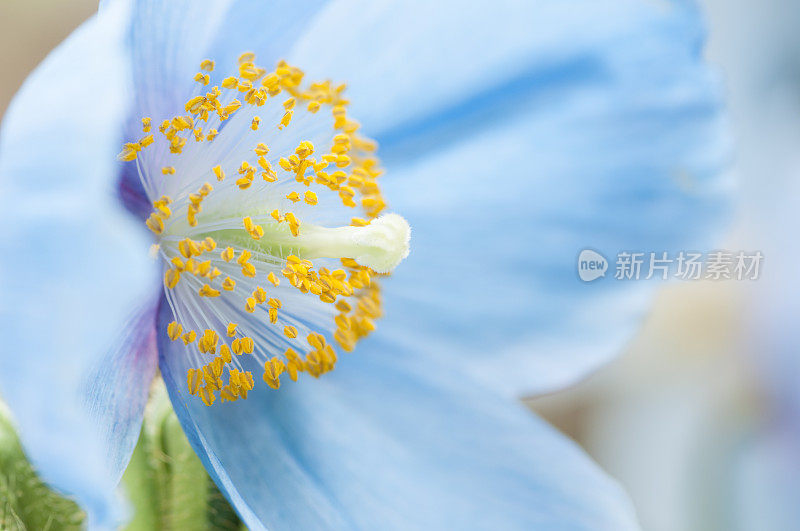 白色开花植物特写