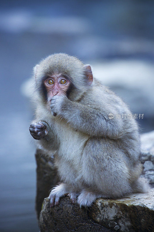 地狱谷公园温泉里的日本小雪猴