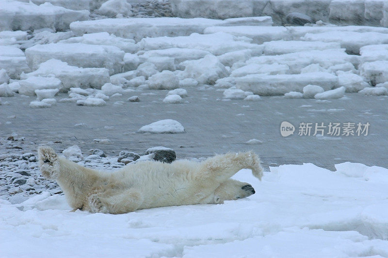 等待哈德逊湾冰冻马尼托巴的野生北极熊