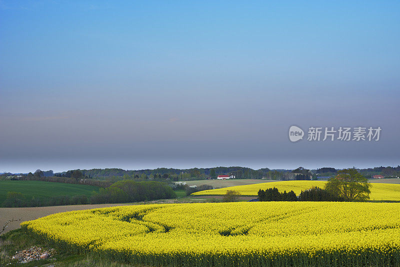 油菜花领域