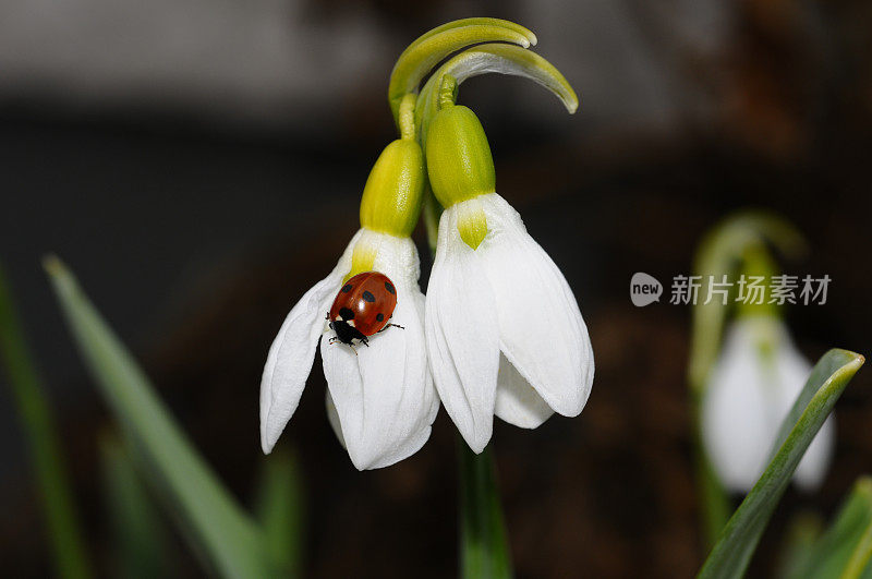 雪花莲