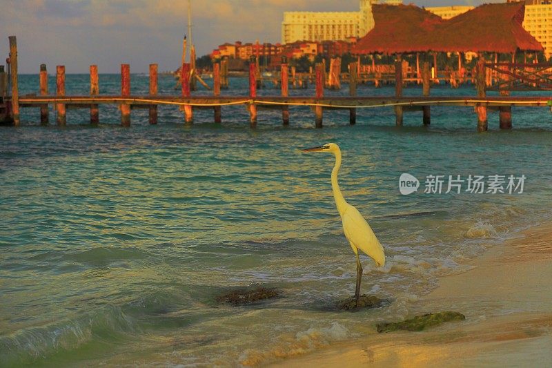苍鹭，帕拉帕，海滩戏剧性日落-坎昆，加勒比热带天堂