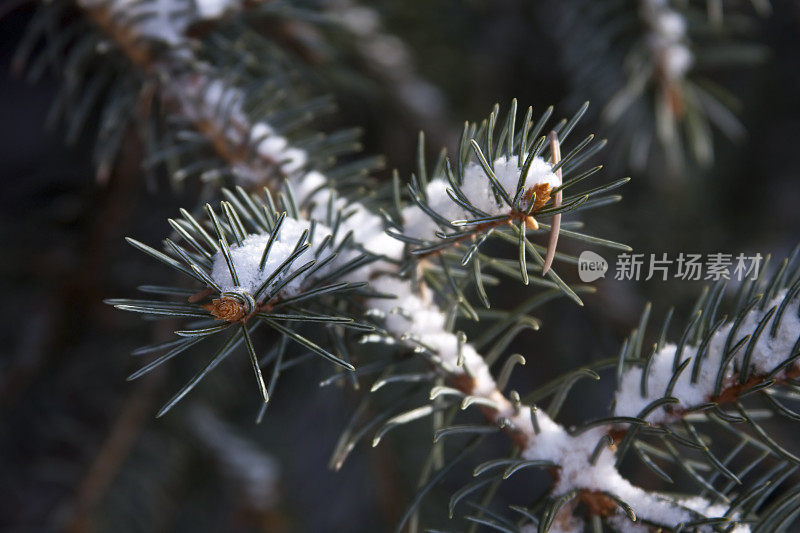 松针上的新雪