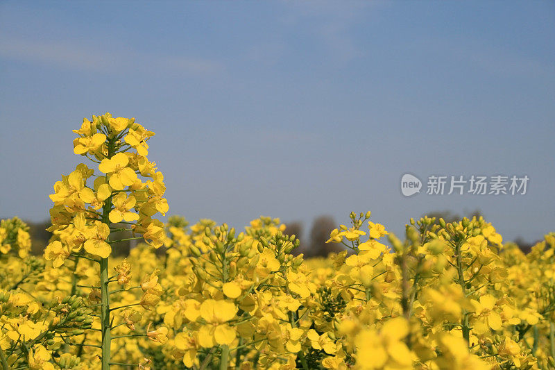 油菜籽